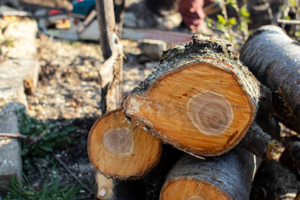 Best Storm Damage Tree Cleanup  in North Kingsville, OH