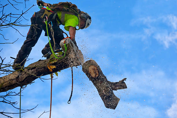 Best Seasonal Cleanup (Spring/Fall)  in North Kingsville, OH