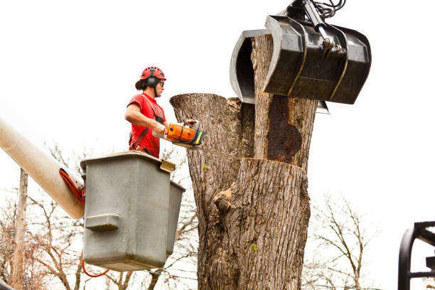 Best Commercial Tree Services  in North Kingsville, OH